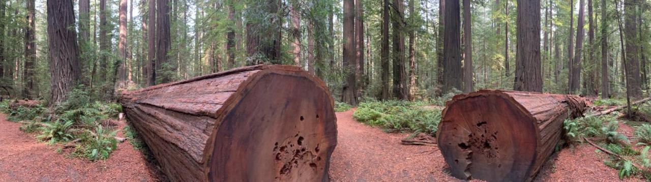 Glamping In The Redwoods With A Hot Tub! Hotel Garberville Eksteriør billede